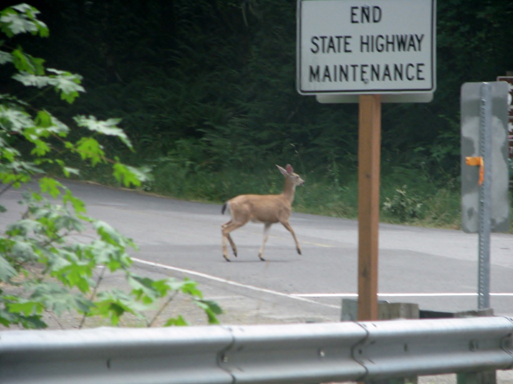 [1278 Black Tail Deer West Cascade Oregon Scenic Byway OR[3].jpg]