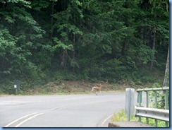 1279 Black Tail Deer West Cascade Oregon Scenic Byway OR