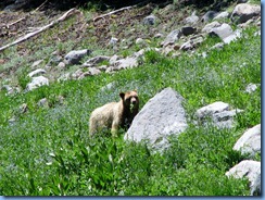 1701 A Blonde Black Bear Lassen Volcanic National Park CA