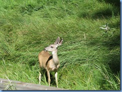 1922 Mule Deer Yosemite National Park CA