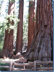 2189 Mariposa Grove Sequoia Trees YNP CA