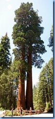 2314 Twin Sisters General Grant Grove KCNP CA Stitch 2314 Twin Sisters General Grant Grove KCNP CA Stitch