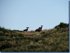 5071 Big Horn Sheep Canyonlands National Park UT
