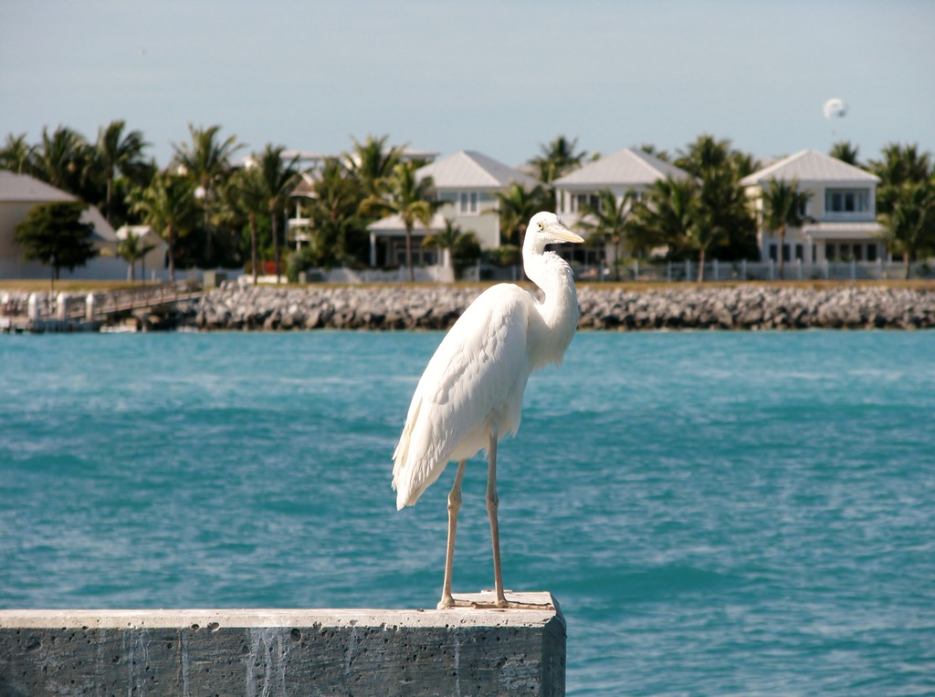 [7297 Key West FL - Conch Tour Train 1st stop Mallory Square - Great White Heron[3].jpg]