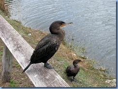 7395 Everglades National Park FL- Royal Palm Anhinga Trail - Anhingas