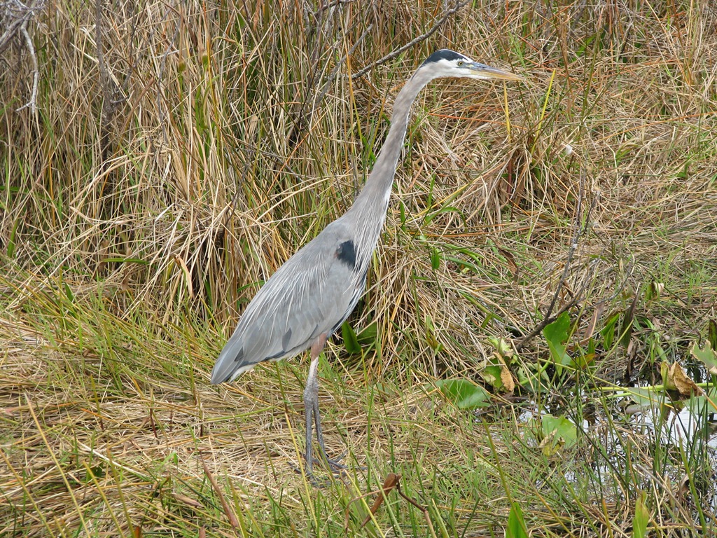 [7405 Everglades National Park FL- Royal Palm Anhinga Trail - Great Blue Heron[3].jpg]