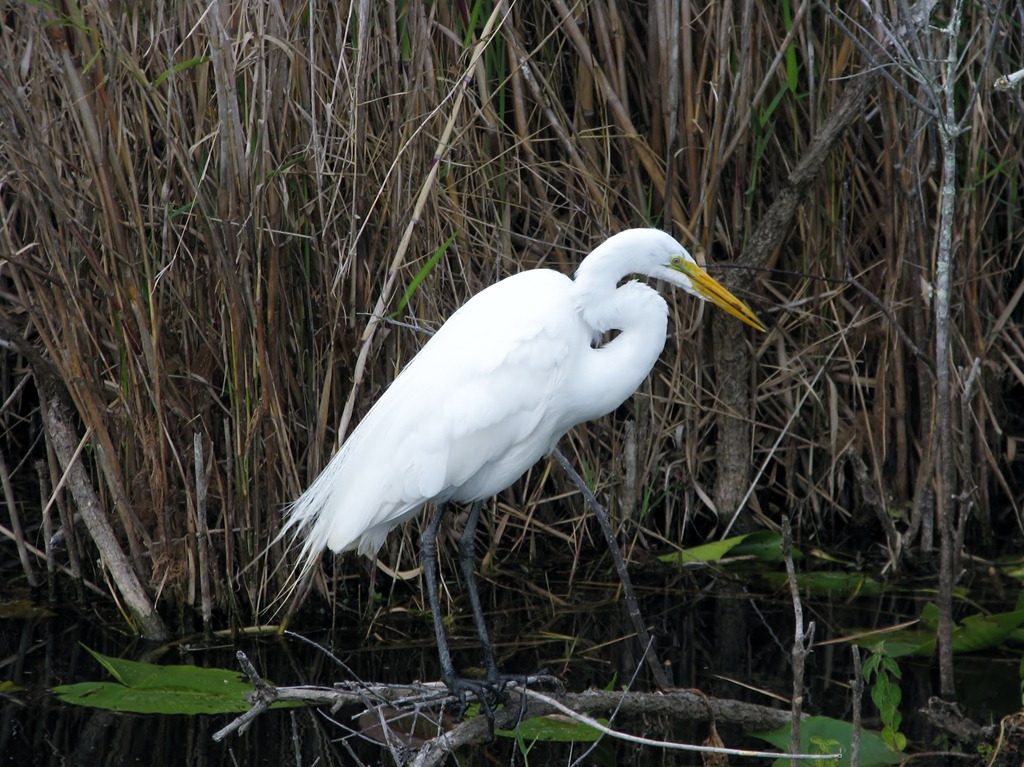 [7415 Everglades National Park FL- Royal Palm Anhinga Trail - Great Egret[3].jpg]