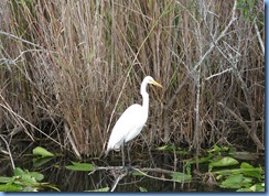 7416 Everglades National Park FL- Royal Palm Anhinga Trail - Great Egret