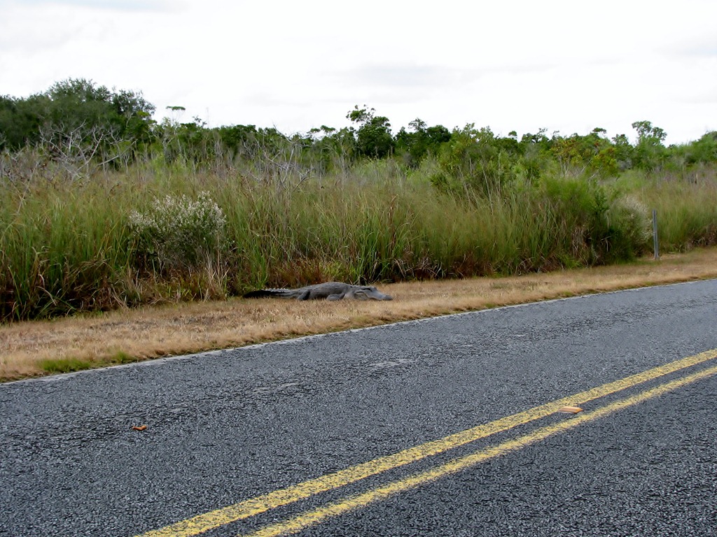 [7465 Everglades National Park FL- Royal Palm Anhinga Trail - alligator beside road[3].jpg]