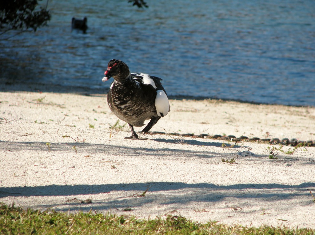 [6972 Cutler Bay  FL walk domestic Muscovy Duck[3].jpg]