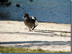 6972 Cutler Bay  FL walk domestic Muscovy Duck