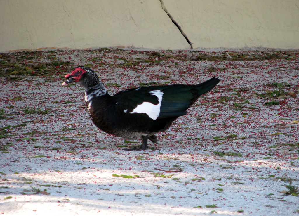 [6975 Cutler Bay  FL walk domestic Muscovy Duck[3].jpg]