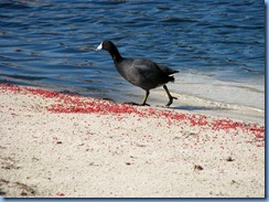 6976 Cutler Bay  FL walk American Coot