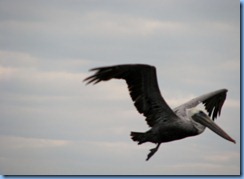 7088 Biscayne National Park FL Glass Bottom Boat - Brown Pelican