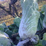 11112009072.jpg