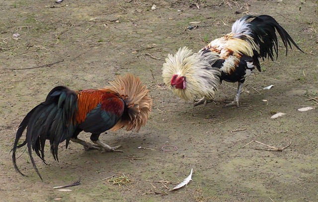[cockfighting[3].jpg]
