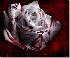 Blood_Roses_Wallpaper_1280x10242[2]