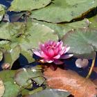 Waterlily
