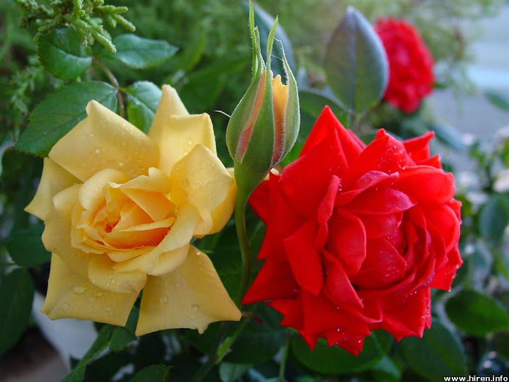    red-and-yellow-roses