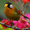 Silver-eared Mesia