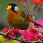 Silver-eared Mesia
