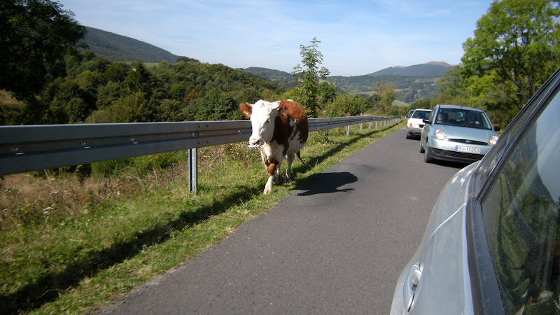 http://lh6.ggpht.com/_z3LwyfAOS40/SraJZgbNHTI/AAAAAAAAI3k/2VJai87HJqs/s800/DSCN1932.JPG