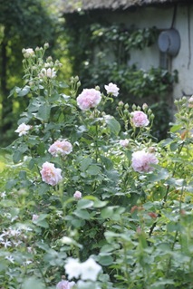 Claus_20100614_165817