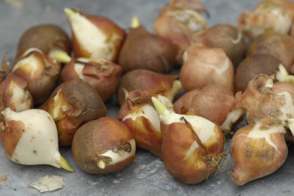 [claus_PCD8799[3].jpg]