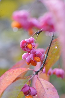 20101019_094118