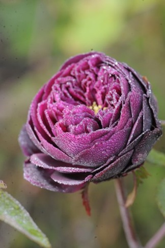 claus20101013_073751