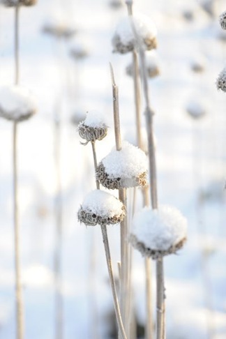 claus20101222_094405