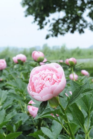claus_20100610_090633