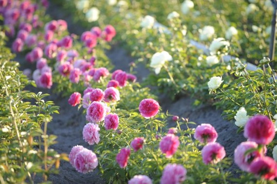 claus_20100603_190958