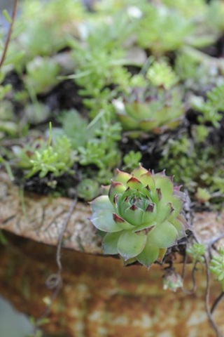 [claus20090622_153201[3].jpg]