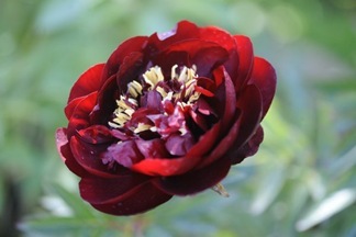 claus_20100603_104818