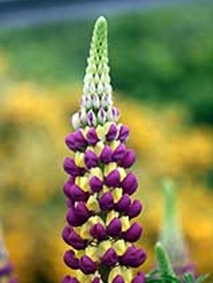Lupinus-Manhattan-Lights-05[1]
