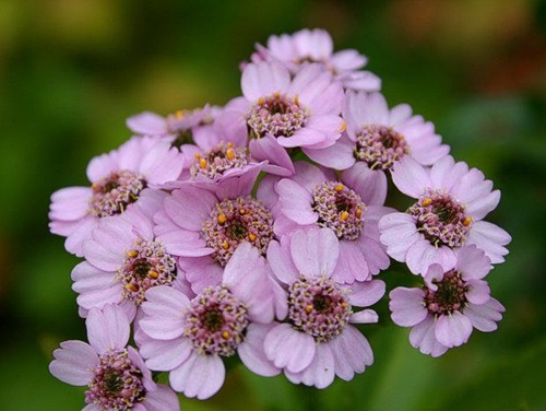 krwawnik-syberyjski-achillea-sibirica_1821[1]