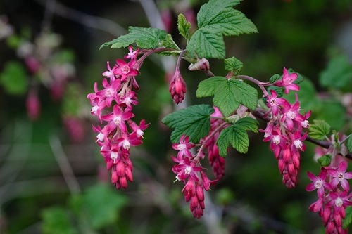 Pink_Flowering_Currant_closeup,_Ribes_sanguineum[1]