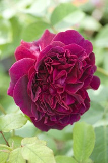 william shakespeare william shakespeare