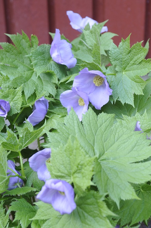 20110419_152417