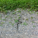 Common Garter Snake
