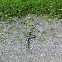 Common Garter Snake