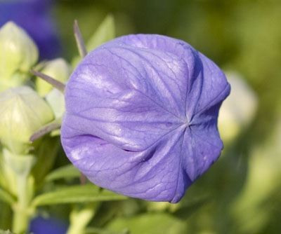 [balloon_flower33.jpg]