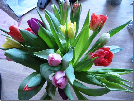 Smukke tulipaner, 12. feb. 09