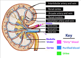 How Kidney works 5
