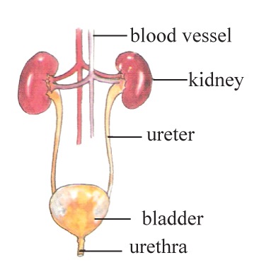 [The-Kidneys-2[16].jpg]