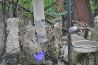 20100525_1636_N_England.JPG Photo