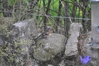 20100525_1653_N_England.JPG Photo