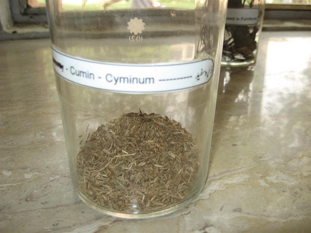[cumin cyminium - sufaid zeera-specimen identification cumin[2].jpg]