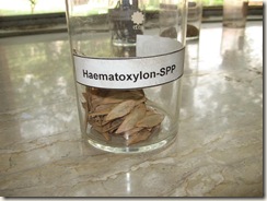 haematoxylon-long wood tree
